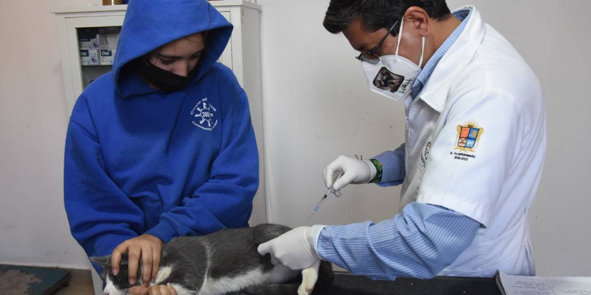 Concluye Campaña De Esterilización Gobierno Municipal De Irapuato