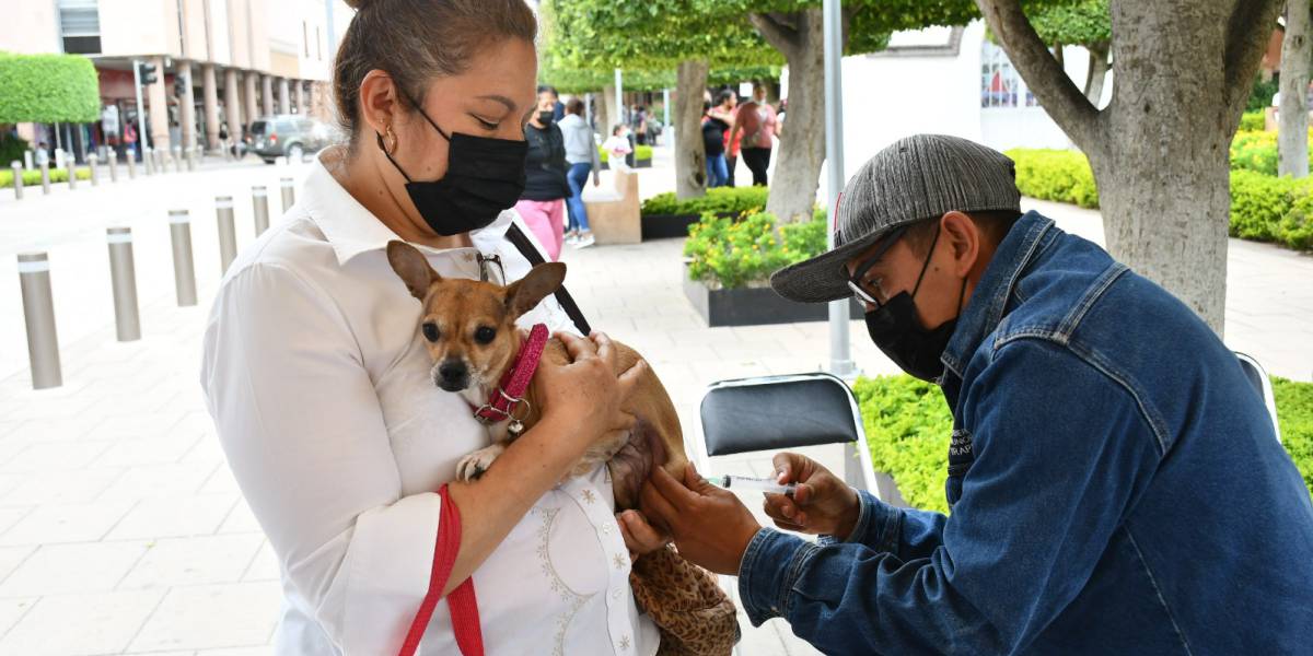 Invitan a vacunar a mascotas contra la rabia – Gobierno Municipal de Irapuato